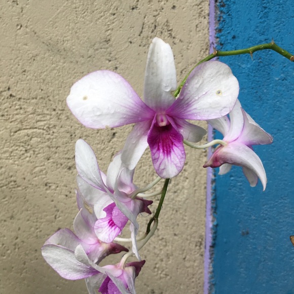 Meet your Posher, Shannon - Picture 1 of 1